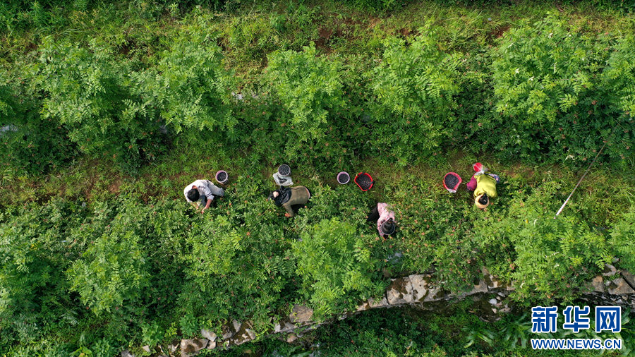 贵阳清镇：树莓种植助增收