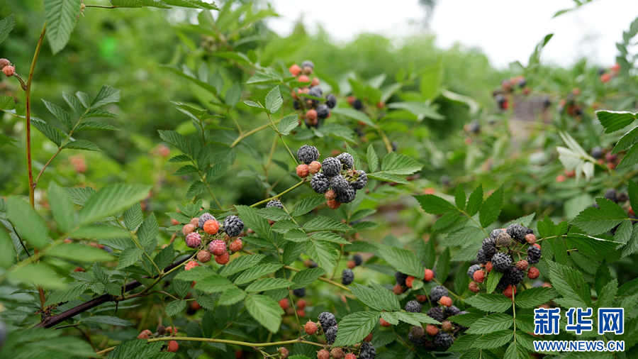 贵阳清镇：树莓种植助增收