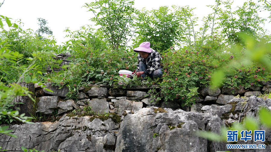贵阳清镇：树莓种植助增收