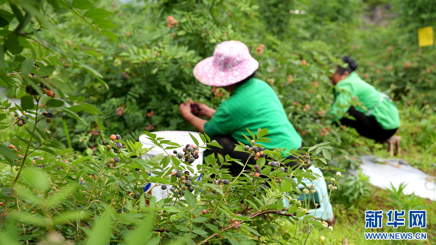 贵阳清镇：树莓种植助增收
