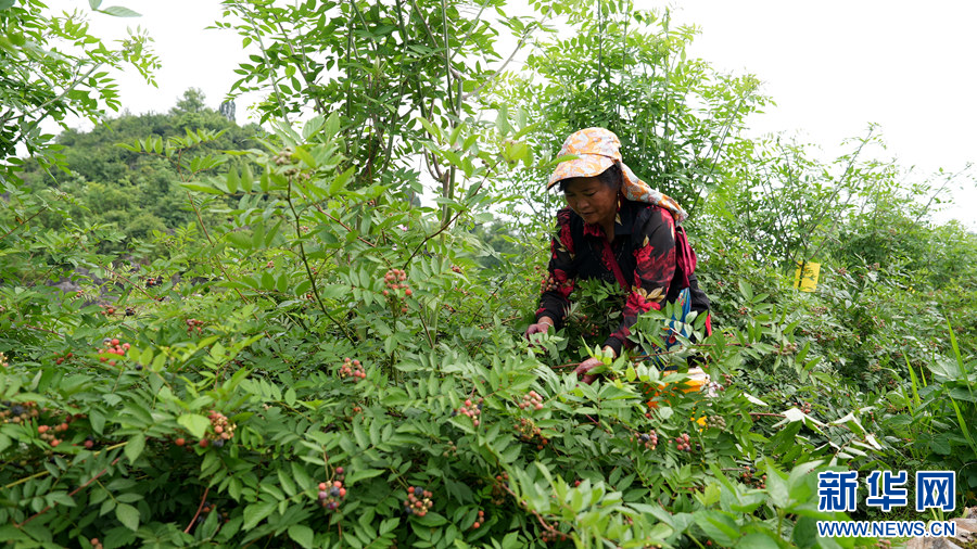 贵阳清镇：树莓种植助增收