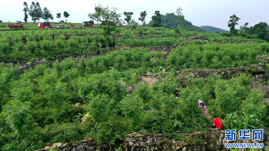 贵阳清镇：树莓种植助增收