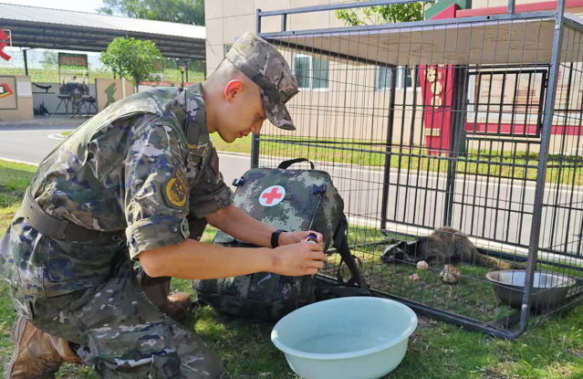武警重庆官兵救助国家二级保护动物果子狸 精心照料后移交林业部门