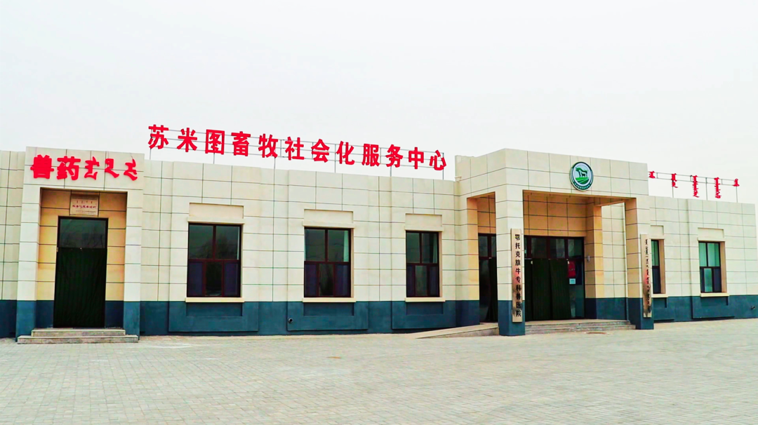 牛转乾坤！肉牛“犇”出产业振兴新图景 | 可爱鄂托克 奋进新篇章