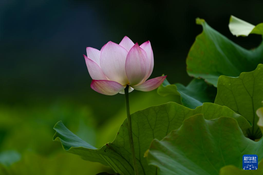 夏日美荷