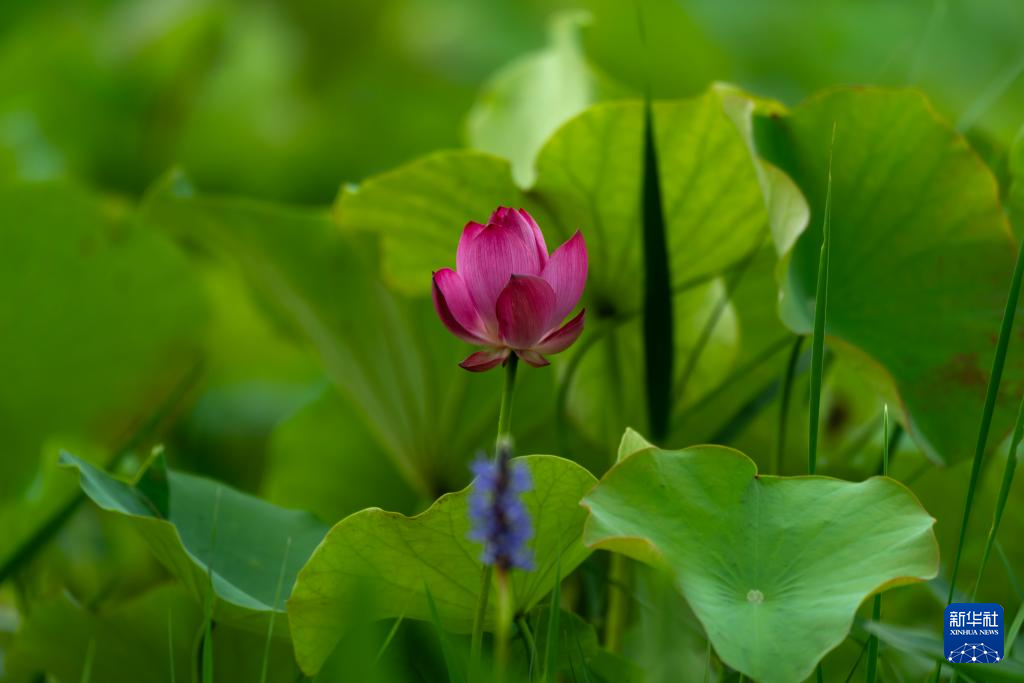 夏日美荷