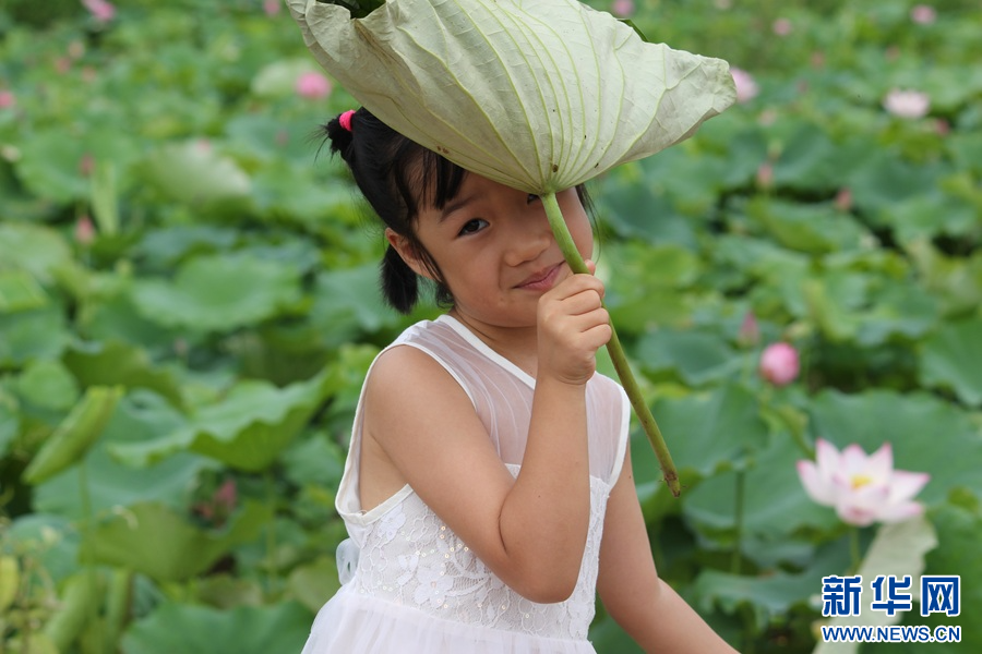 江西广昌：荷花朵朵 夏意满塘