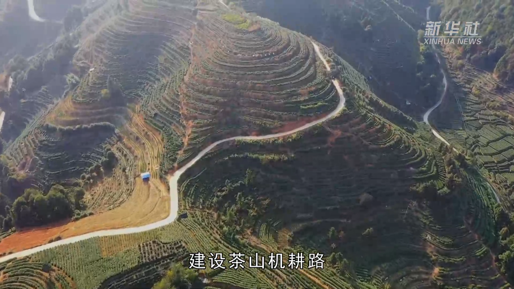 党旗在基层一线高高飘扬｜福建坦洋村：当好“领头羊” 做好“工夫茶”