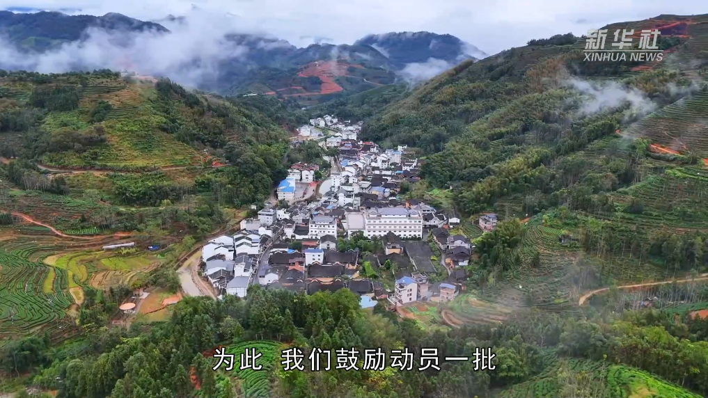党旗在基层一线高高飘扬｜福建坦洋村：当好“领头羊” 做好“工夫茶”