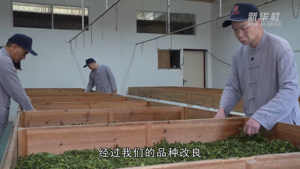 党旗在基层一线高高飘扬｜福建坦洋村：当好“领头羊” 做好“工夫茶”