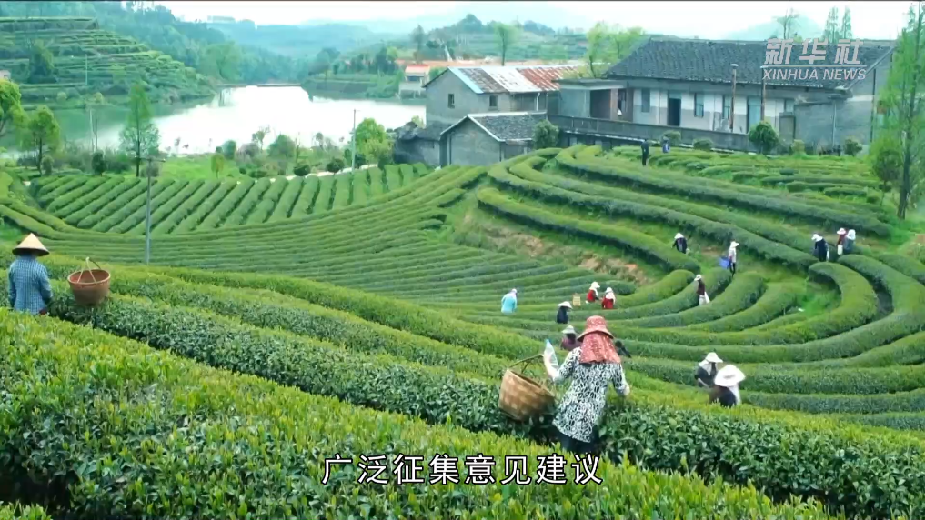 党旗在基层一线高高飘扬｜福建坦洋村：当好“领头羊” 做好“工夫茶”