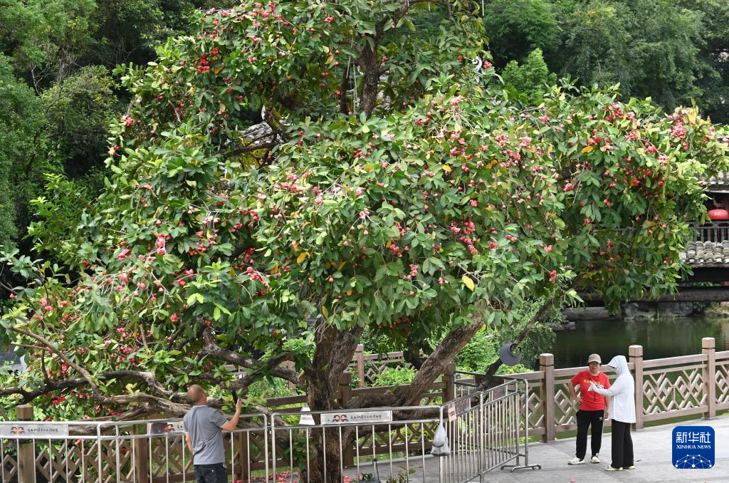 广西南宁：夏日路树果飘香