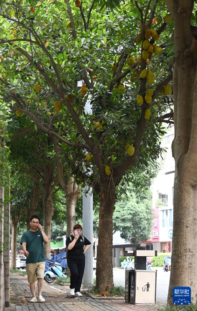 广西南宁：夏日路树果飘香
