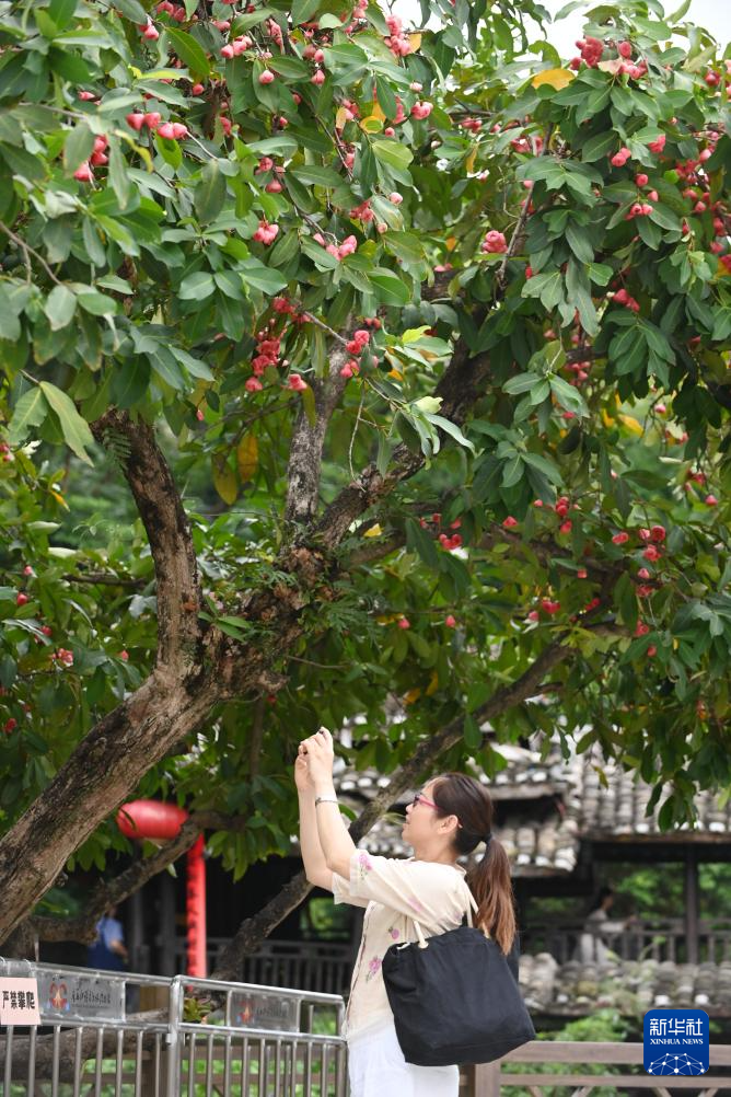 广西南宁：夏日路树果飘香