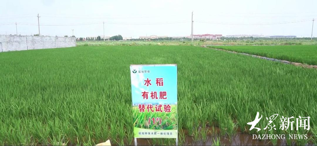 种养结合＋农牧循环，东营盐碱地“吃”上有机“营养餐”