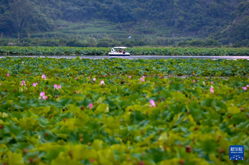 云南普者黑：山水画卷里升腾“夏日经济”