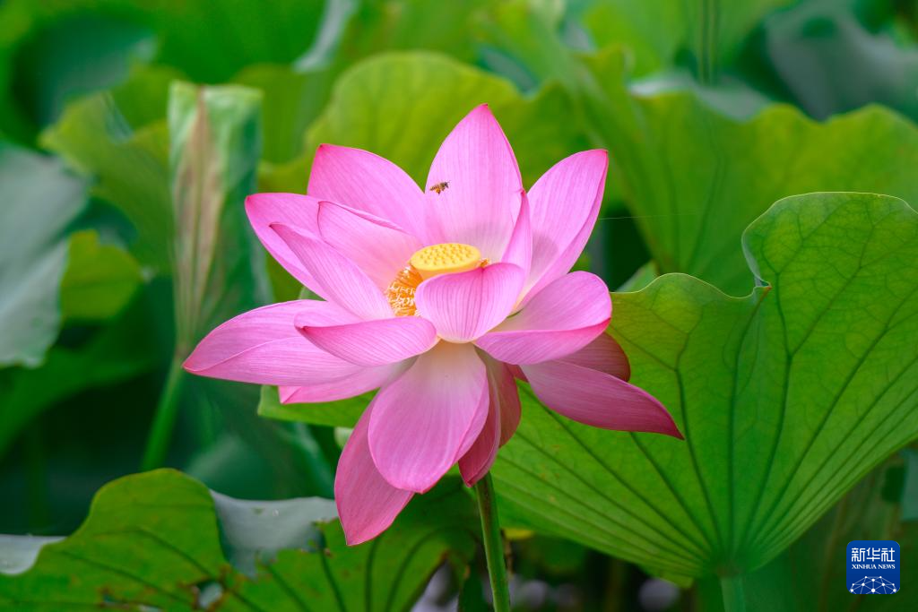 云南普者黑：山水画卷里升腾“夏日经济”