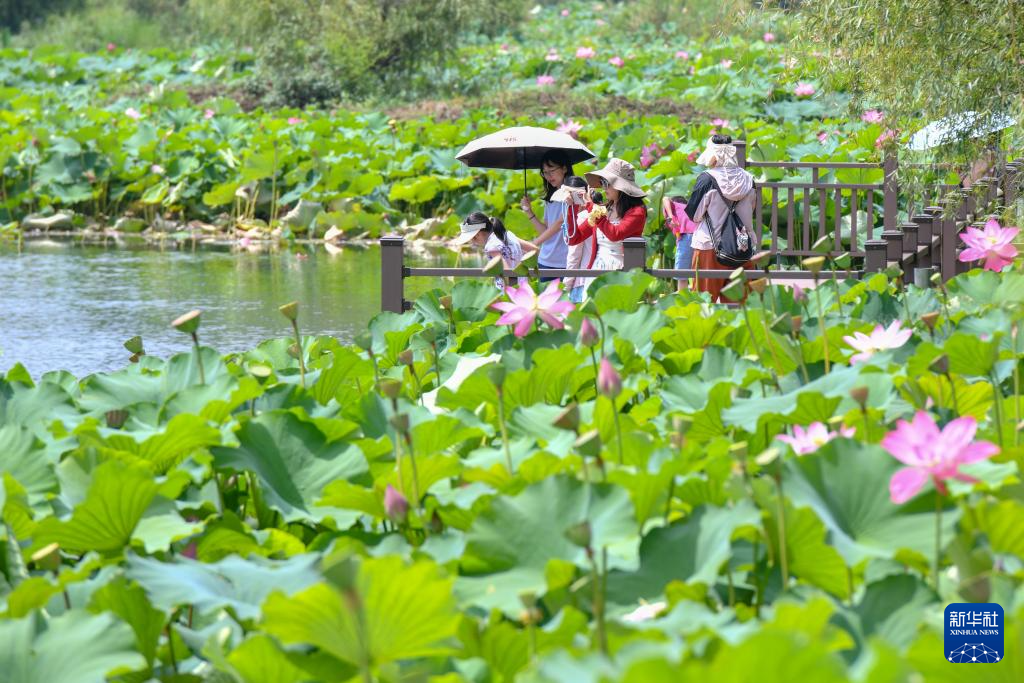 云南普者黑：山水画卷里升腾“夏日经济”