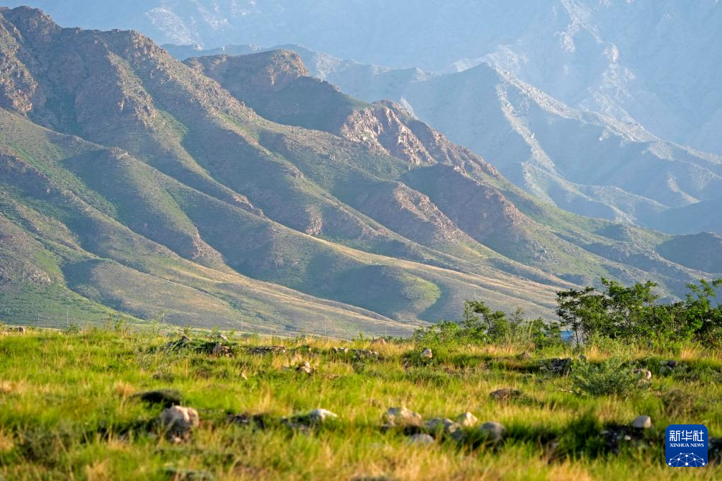 美丽中国丨绿染贺兰山