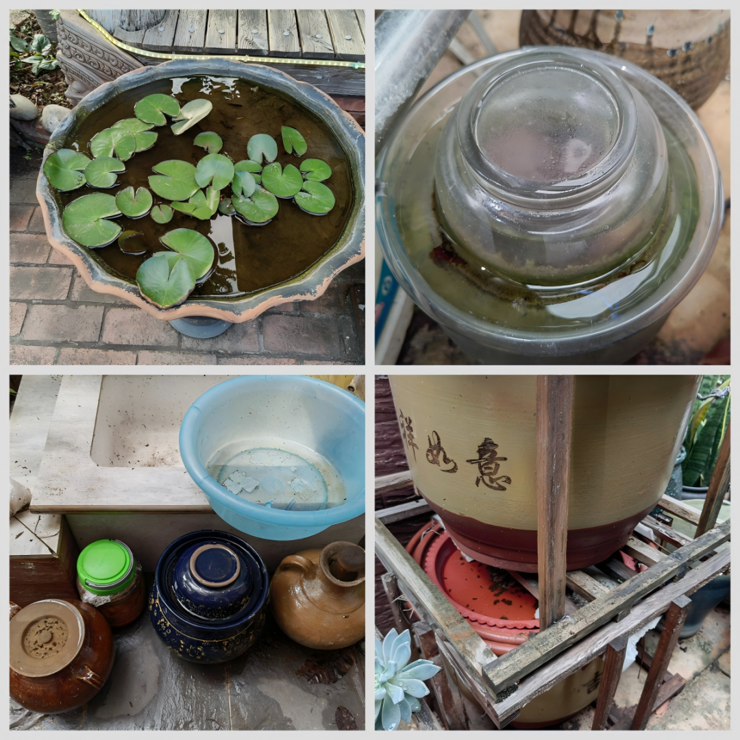 基孔肯雅热的11个关键问题，一次说清→
