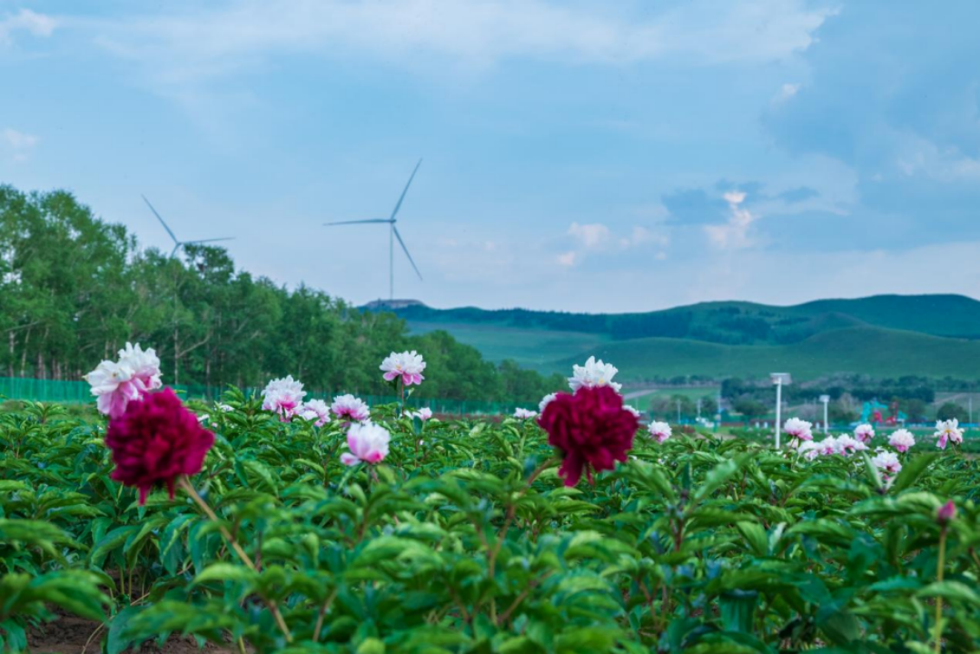 河北沽源：新“花”样搞活“花经济”