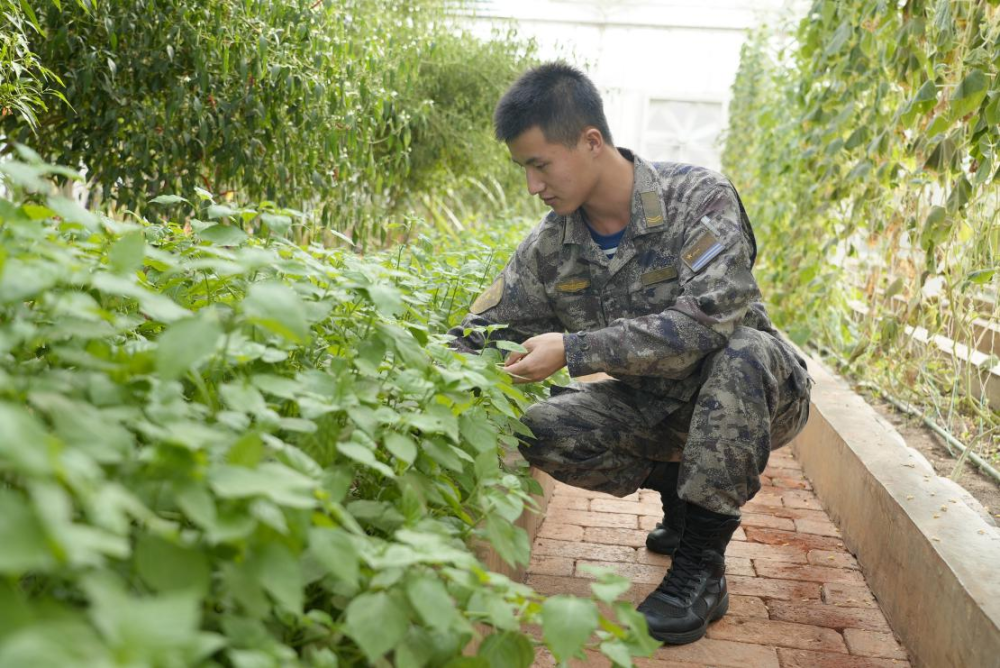 从“海上戈壁”到“南海绿洲”——子弟兵助力南海岛礁绿色生态可持续建设纪实