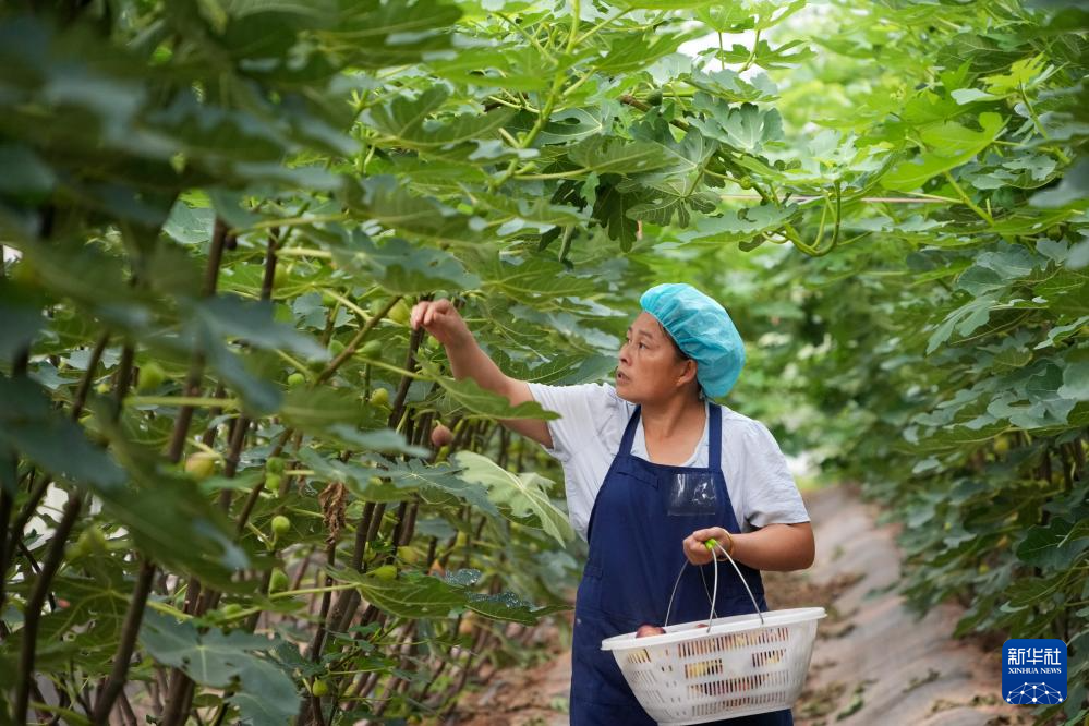 山东新泰：无花果进入收获期