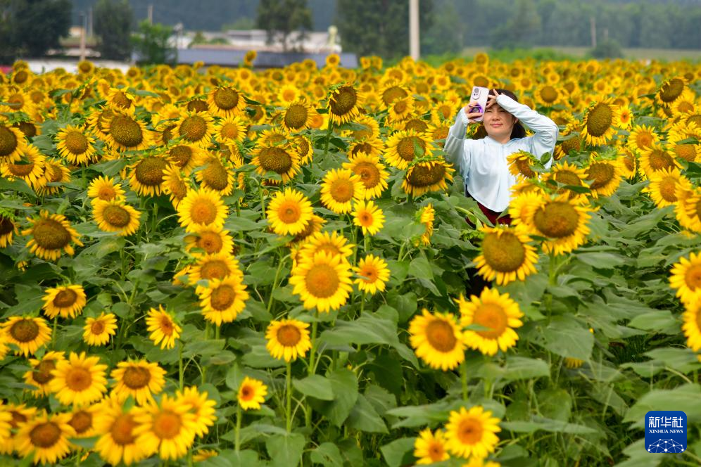 向日葵花开引游人