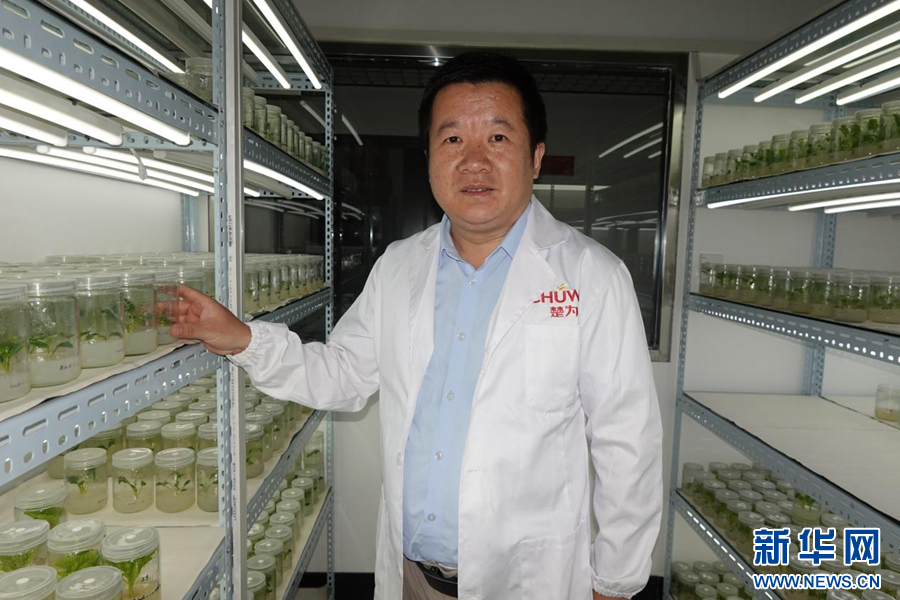 楚为生物：小番茄 大产业