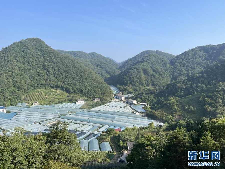 楚为生物：小番茄 大产业