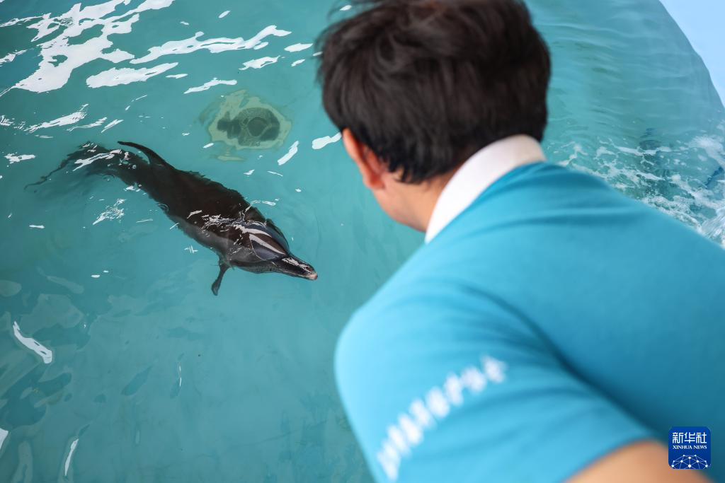 海南万宁获救海豚“万万”恢复良好 即将重返大海
