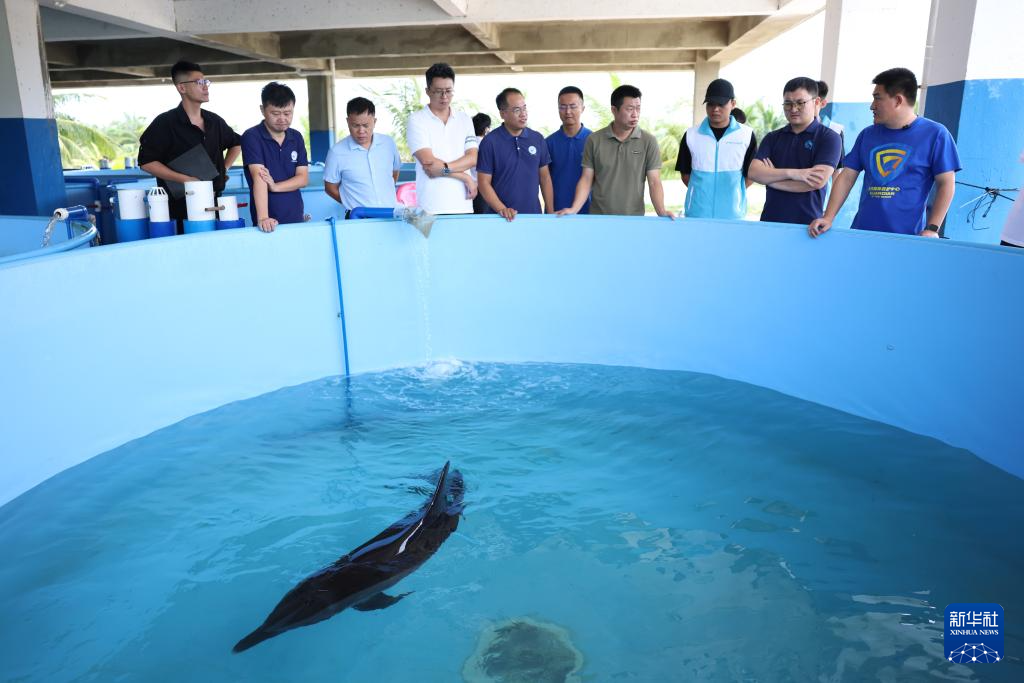 海南万宁获救海豚“万万”恢复良好 即将重返大海