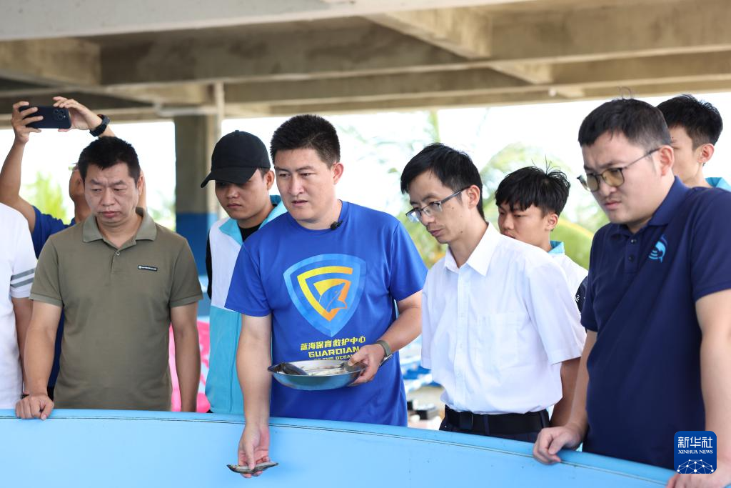 海南万宁获救海豚“万万”恢复良好 即将重返大海