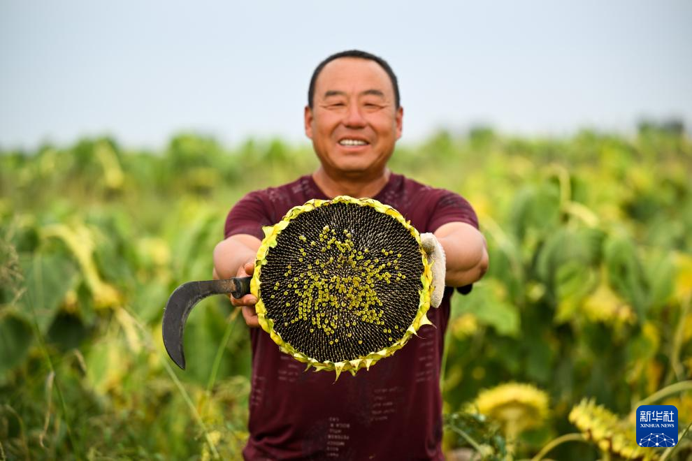 内蒙古杭锦旗：田间秋收忙