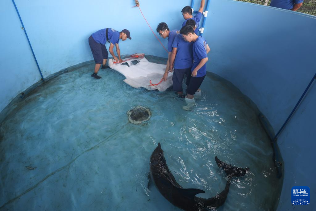 海南万宁获救海豚“万万”成功回归大海