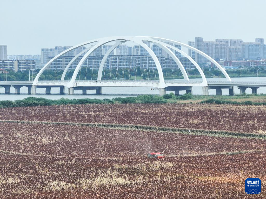 高粱红了 “丰”景如画