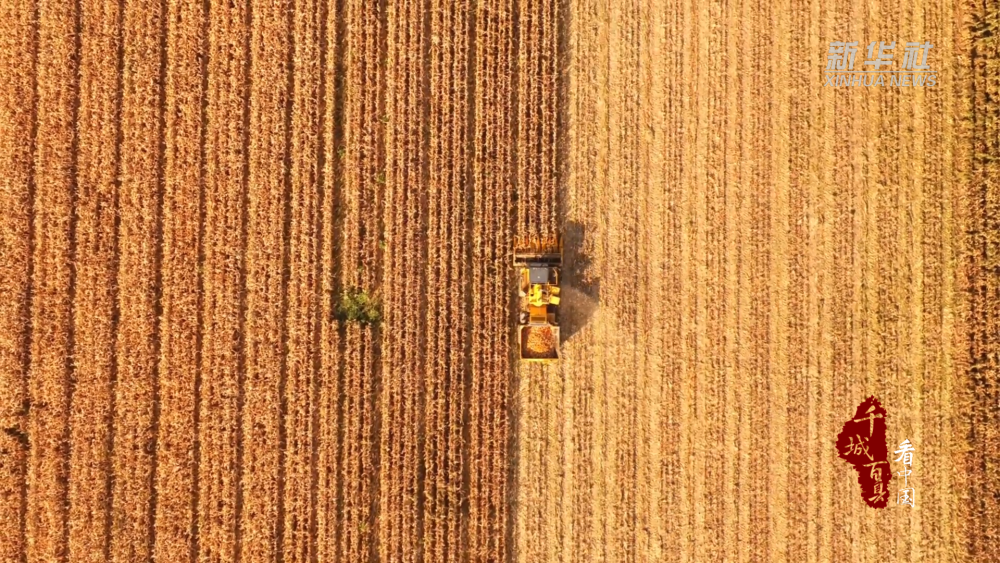 千城百县看中国·“丰”景正好｜新疆昌吉：146万亩玉米采收正当时