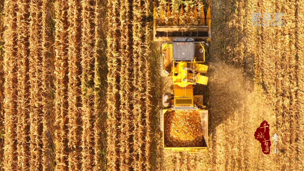 千城百县看中国·“丰”景正好｜新疆昌吉：146万亩玉米采收正当时