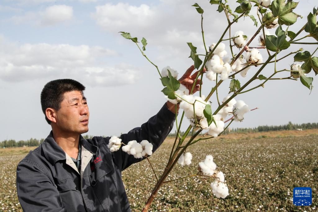 甘肃敦煌：盐碱地变棉花田