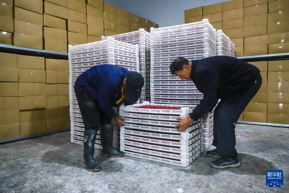 甘肃宕昌：种植红树莓助农增收
