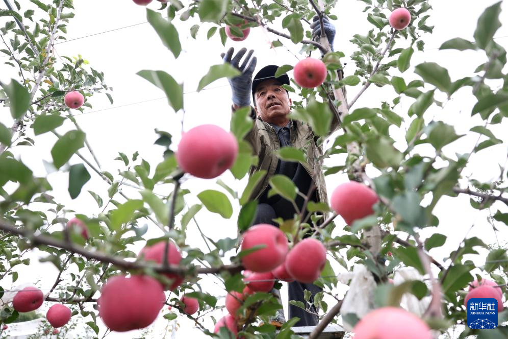 甘肃礼县：苹果“链”出富民产业