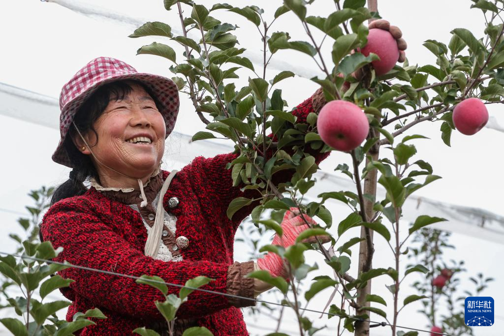 甘肃礼县：苹果“链”出富民产业