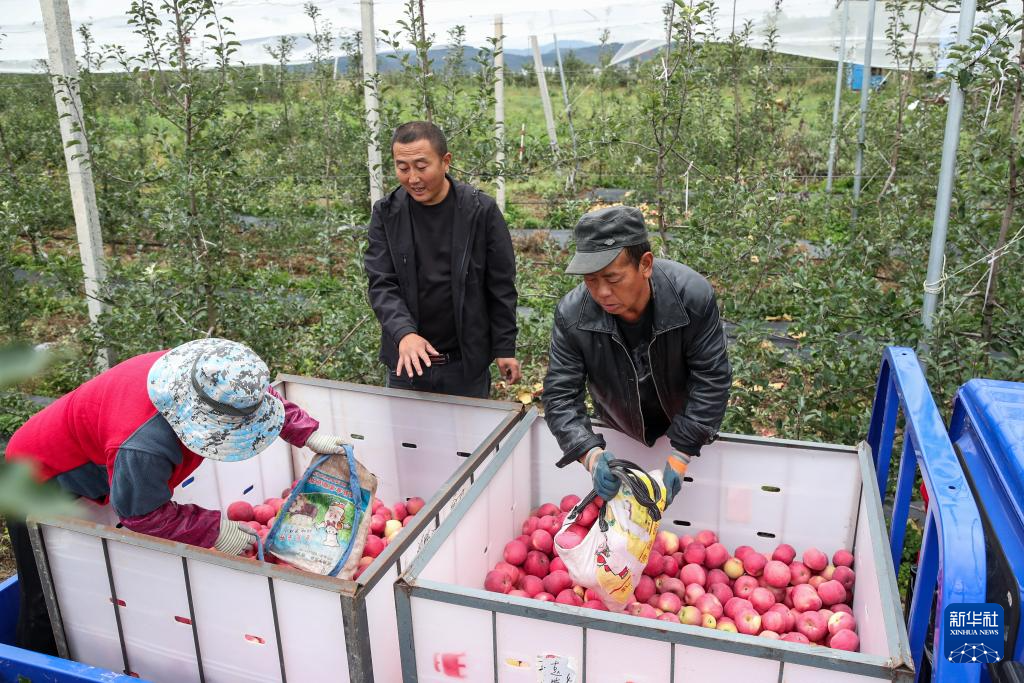 甘肃礼县：苹果“链”出富民产业