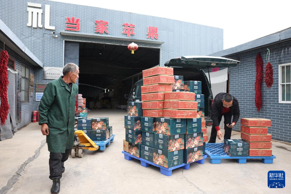 甘肃礼县：苹果“链”出富民产业