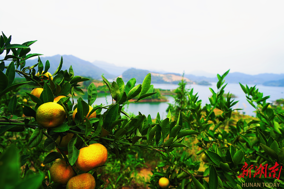 品亚运柑橘，赏千岛湖景！10月26日一起到安化宝塔山组个“橘”
