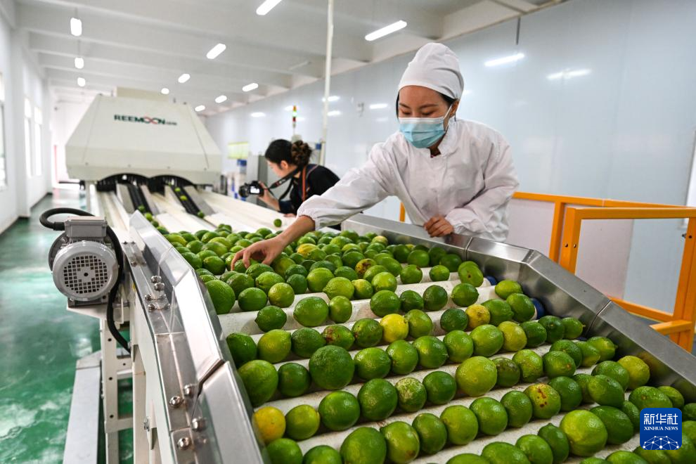 贵州望谟：小柠檬做成大产业