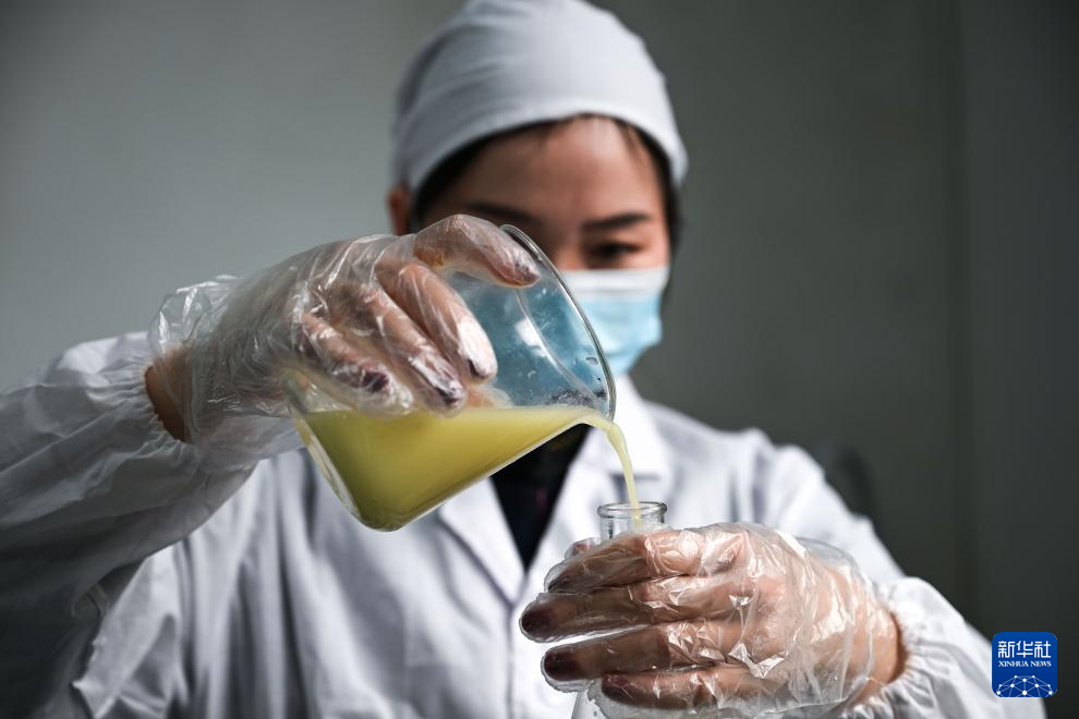 贵州望谟：小柠檬做成大产业