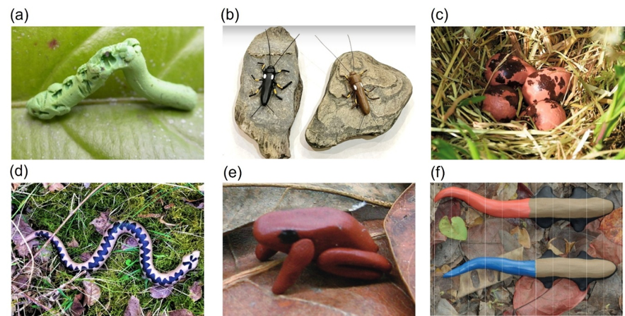 橡皮泥模型可以真实反映生物互作吗? 橡皮泥模型可以真实反映生物互作吗?