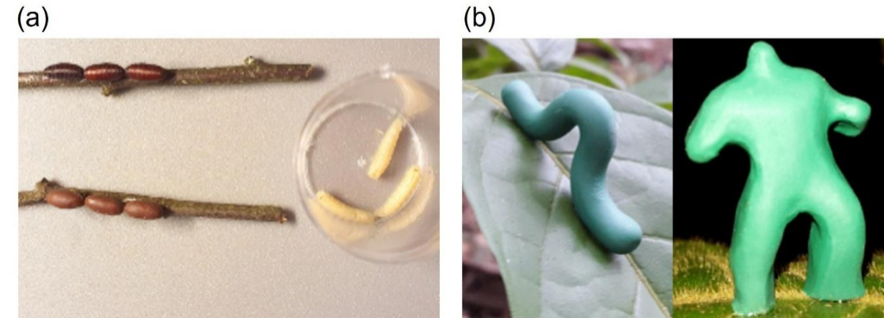 橡皮泥模型可以真实反映生物互作吗? 橡皮泥模型可以真实反映生物互作吗?