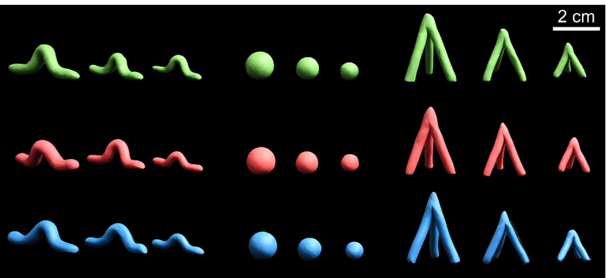 橡皮泥模型可以真实反映生物互作吗? 橡皮泥模型可以真实反映生物互作吗?